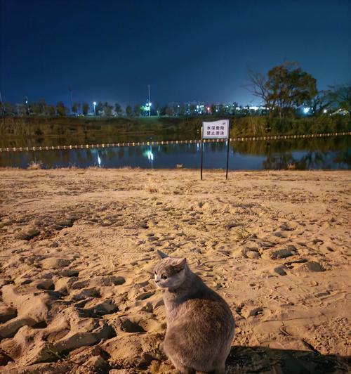 猫膀胱涨破的危险与治疗（了解猫膀胱涨破，避免宠物危机）