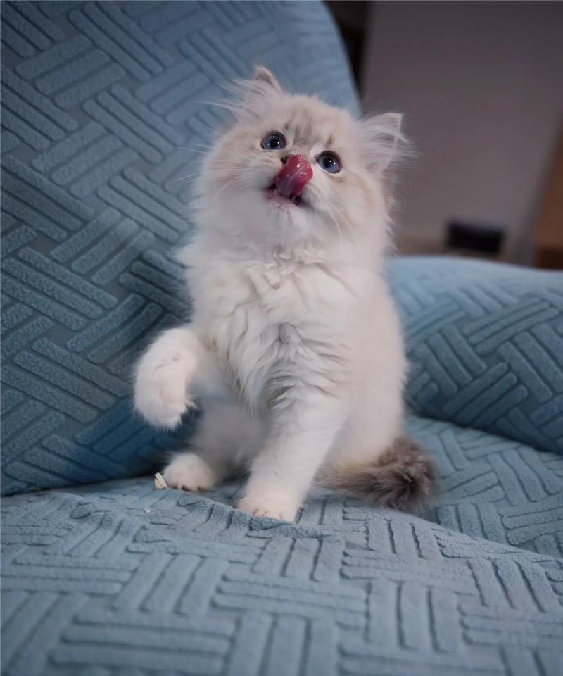 可爱的两个月大猫咪成长记（与时光共舞的小猫仔，撩人的眼神竟是如此迷人）