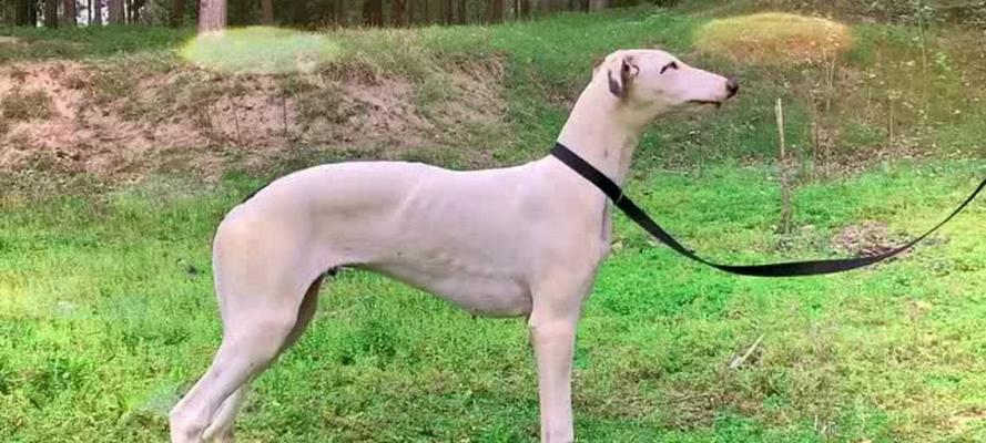 小体型格力犬（了解小体型格力犬的特点和饲养要点）