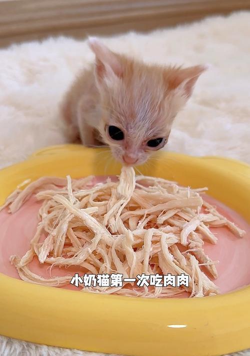 小猫为什么不吃饭？（探究小猫不吃饭的原因及解决方法）