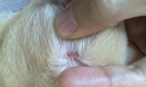 以巴哥犬的常见疾病及预防措施（了解以巴哥犬常见疾病，助你宠爱更健康）