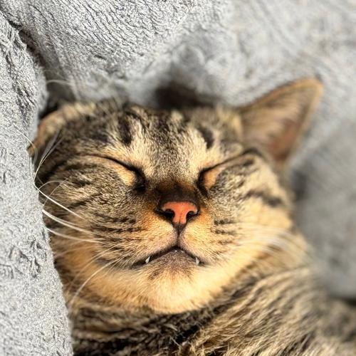 揭示猫的动作意义——从猫生活中动作的角度看世界（探索猫语言，了解猫的行为习性与沟通方式）