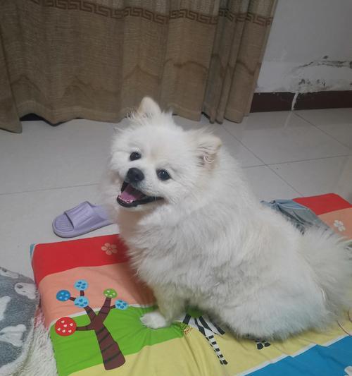 为什么狗狗一大早会吐？（探究狗狗早晨呕吐的原因及应对方法）