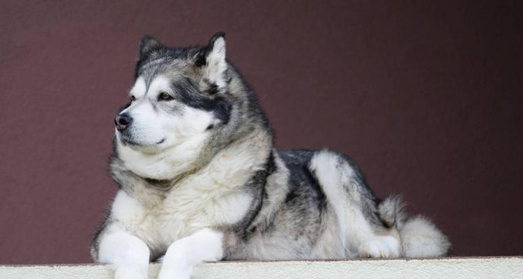 了解雪橇犬的不同品种（探索雪橇犬世界的多样性）