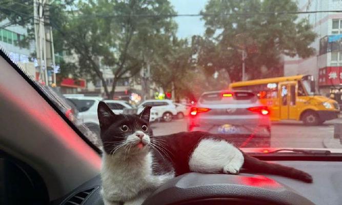 路边小猫的温暖呼唤（善意的分享与关爱）