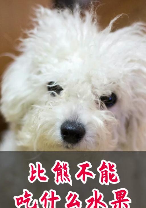 比熊对食物毫无兴趣（探究比熊为什么什么也不喜欢吃）