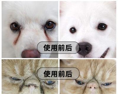 泰迪犬咬玩具后出现泪痕的原因及处理方法（泰迪犬泪痕的意义及怎样减少泪痕的产生）