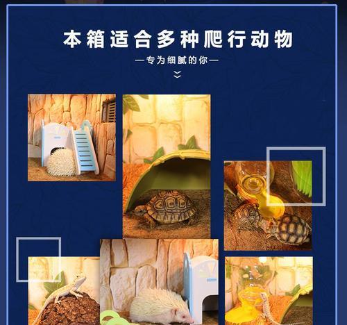 养殖变色龙的注意事项（了解变色龙的需求，打造适宜的饲养环境）