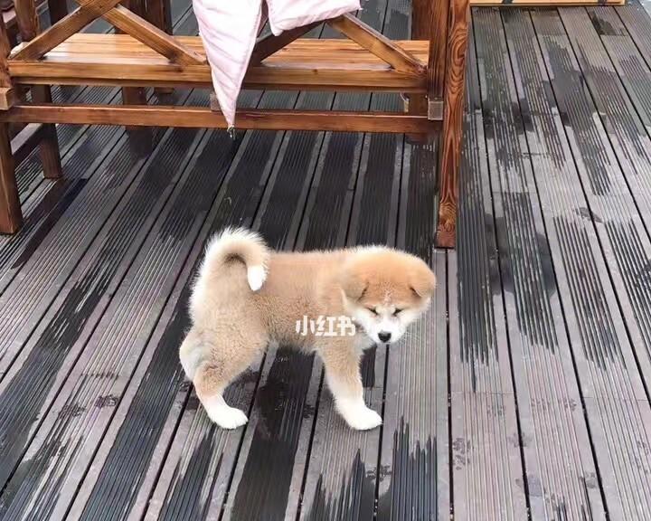 狗狗一岁多动症如何改善（饮食调整是关键！）