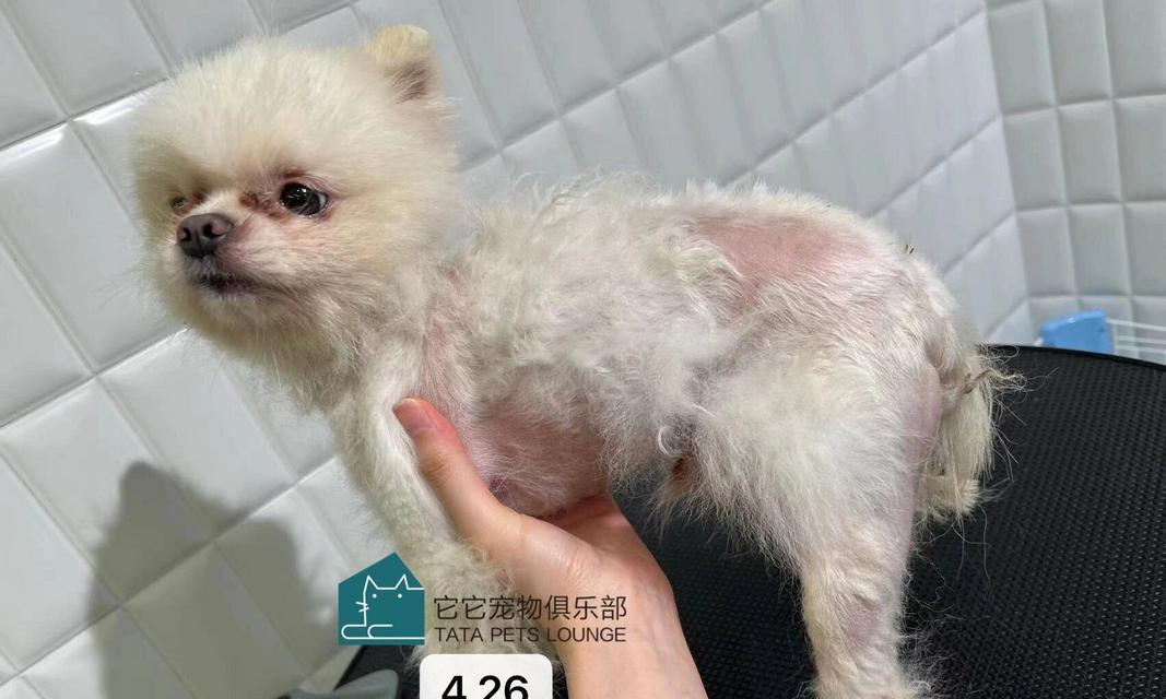 博美脱毛指南（带给你的宠物一种温暖舒适的冬季体验）