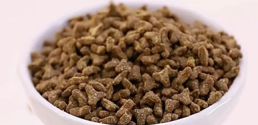 猫咪肠道敏感的选择之粮食（关注猫咪肠道敏感，选择合适的粮食为关键）