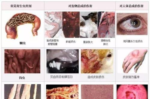 狗狗驱虫的症状及注意事项（了解狗狗驱虫的常见症状和正确方法，保障宠物健康）