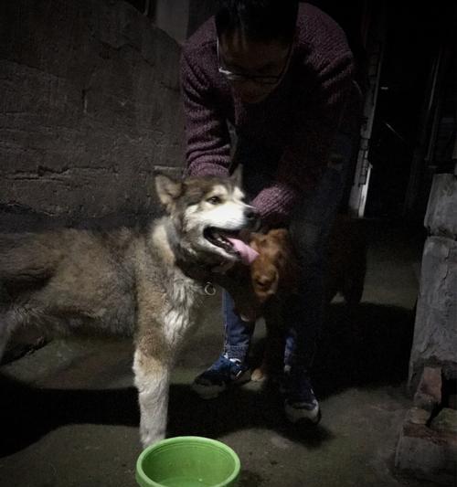 狗的健康需要（探讨为什么送狗要给糖的重要性，）