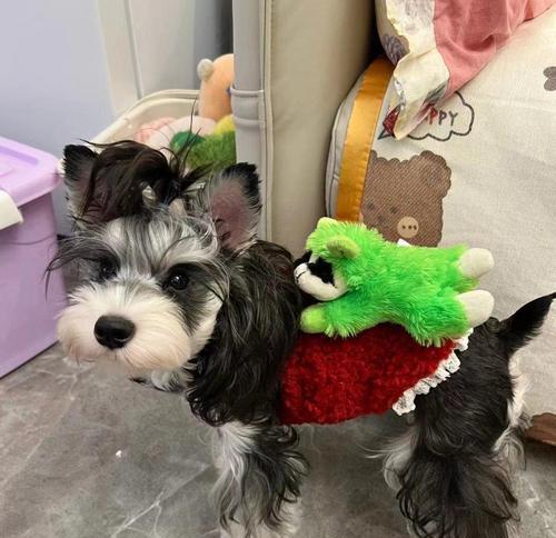 黑白相间的雪纳瑞（一只神奇的犬种，身上融合了冷静与活力，品味与勇气）