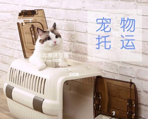 空运小动物的要求和注意事项（保证小动物安全和舒适的关键）