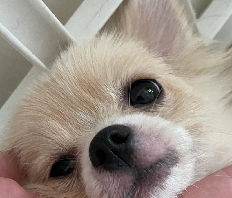 了解狗狗口腔的重要性（保护狗狗口腔健康，关爱它们的微笑）