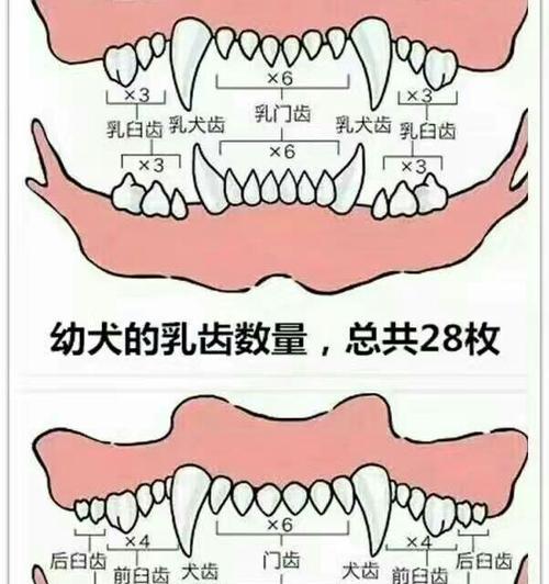 揭秘狗狗牙白缺什么意思（狗狗牙齿问题解析，为你的宠物提供更好的牙齿护理）