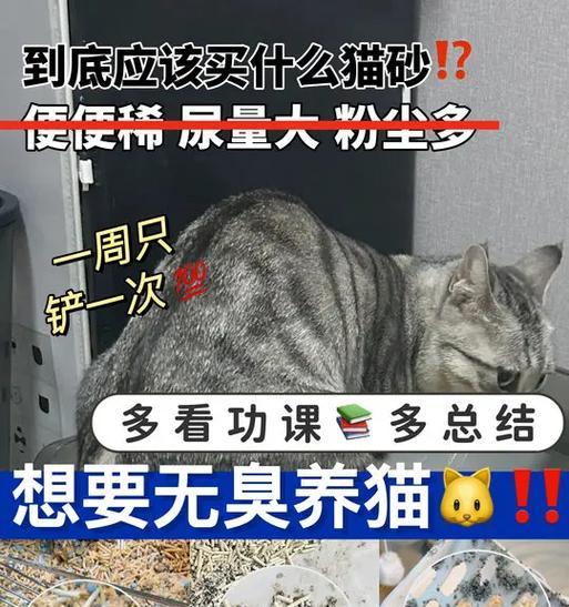 小猫拉屎臭的原因及如何解决（探究小猫粪便恶臭的成因，帮助您减少异味困扰）