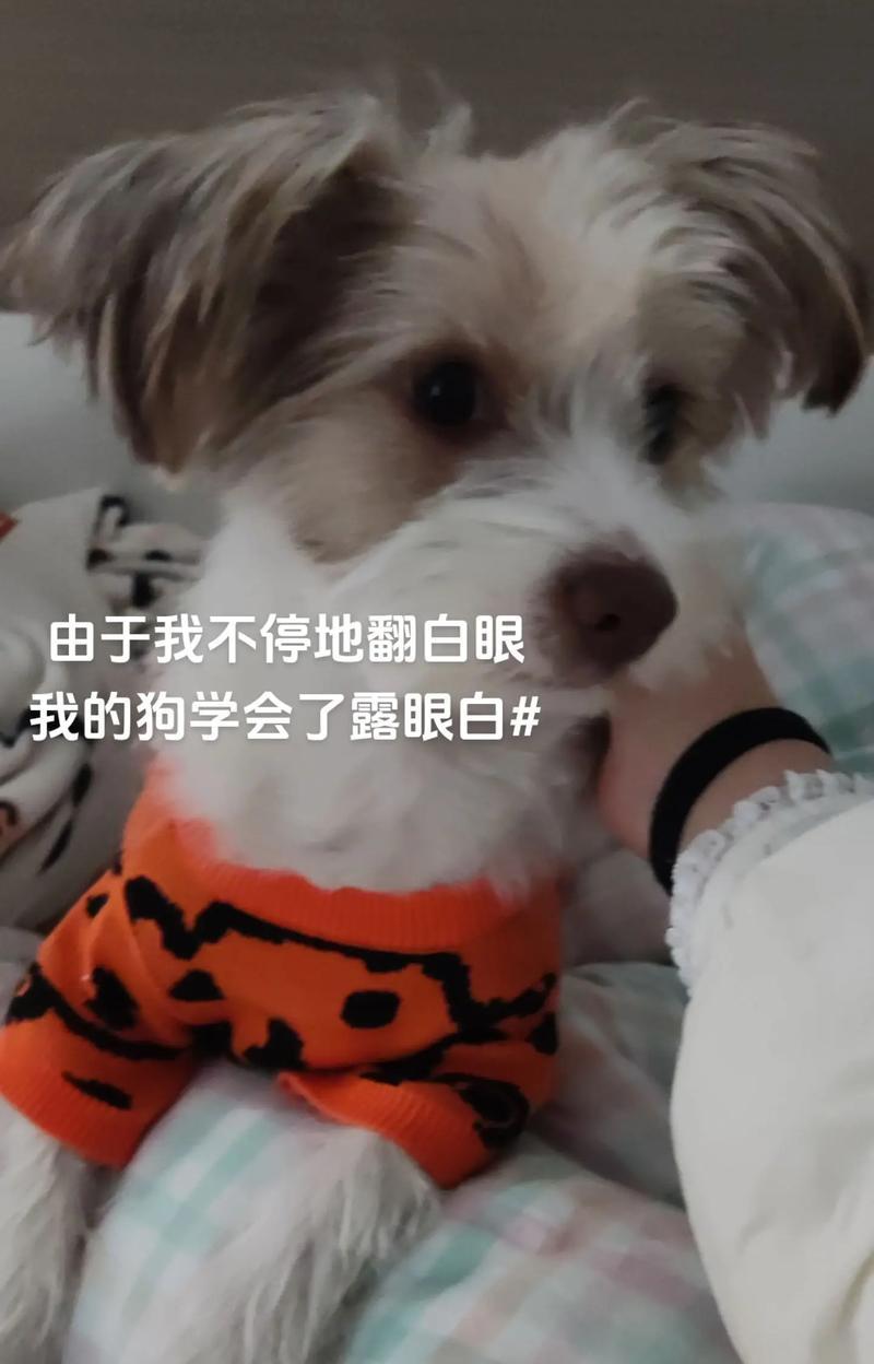狗狗眼白红的原因及处理方法（探究狗狗眼白红的原因与解决之道）