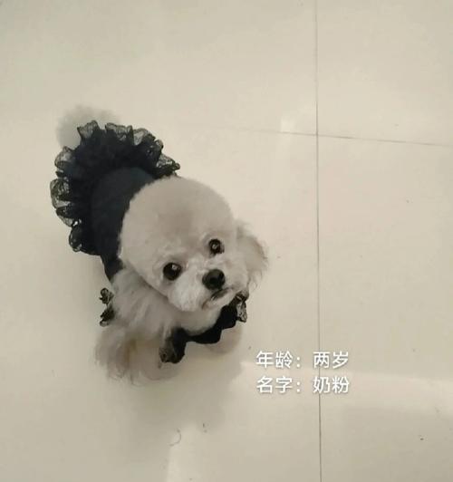 以花泰迪与粉色为主题的温馨时刻（和花泰迪一起享受温馨时光的色彩搭配灵感）