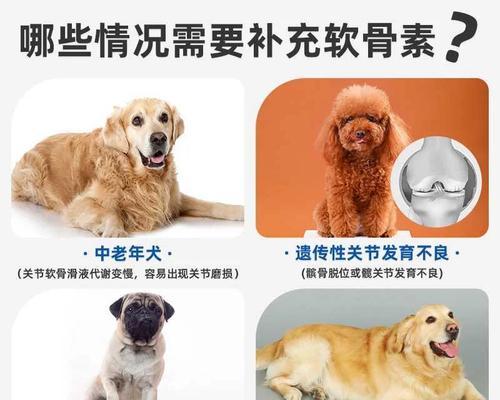 狗狗如何摄取足够的钙质？（探究狗狗摄取钙质的最佳食物选择）