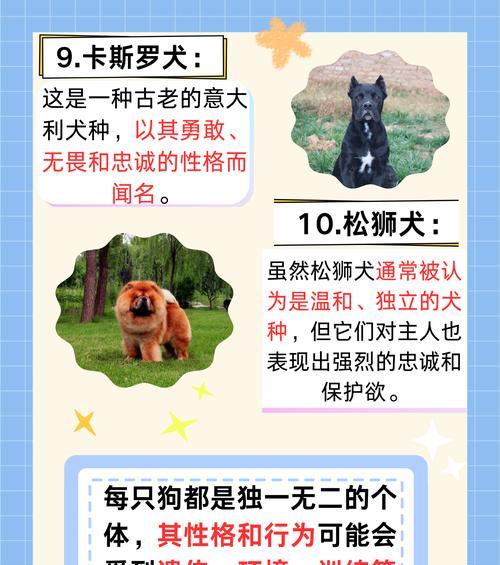 保姆犬的亲情护卫（什么狗最适合当你的保姆？）