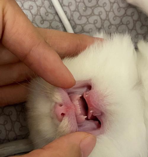如何选择适合猫咪磨牙的玩具？（为了宠物的健康，选择合适的猫咪玩具至关重要）