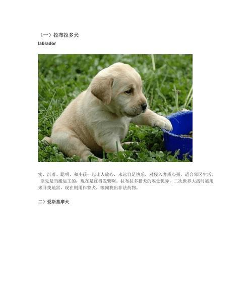 小狗的特点与作用（探索小狗的独特个性和对人类的价值）