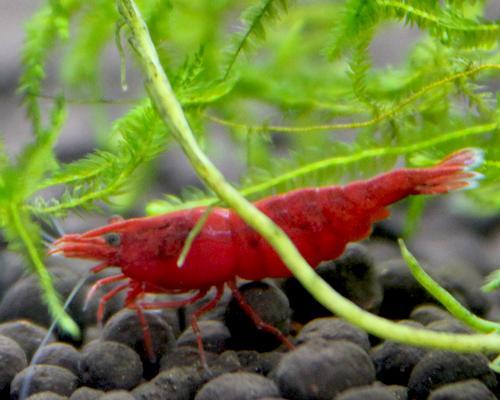养宠物虾的乐趣与挑战（探索水族箱中小小生物的魅力）
