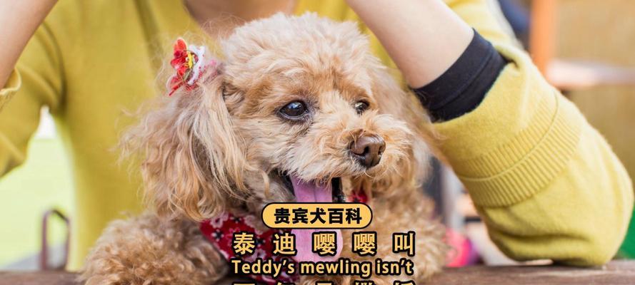 为什么母狗会爬别的狗？（探究母狗爬行行为的原因及影响）