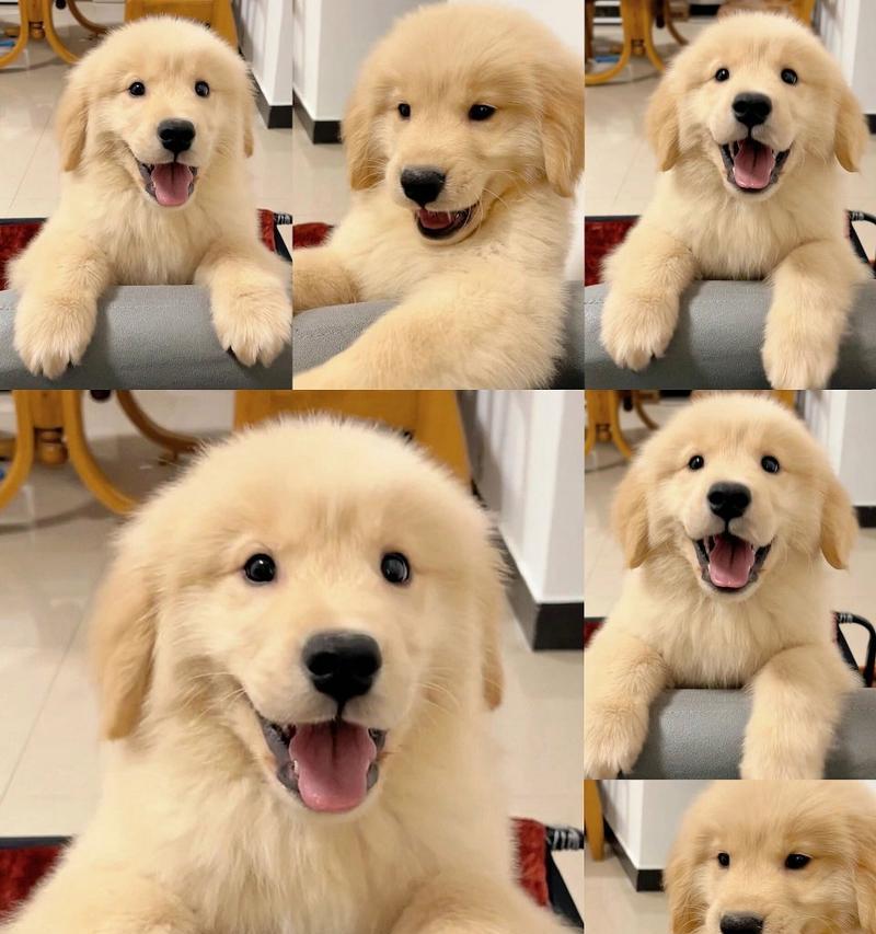 金毛犬疫苗接种指南（了解金毛犬疫苗的种类和接种时间）