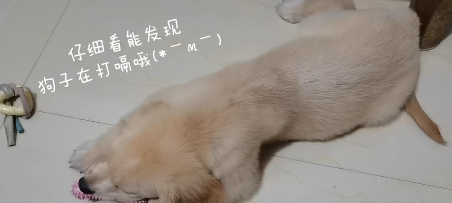 金毛幼犬打嗝的原因与解决方法（了解金毛幼犬打嗝，让它健康快乐成长）