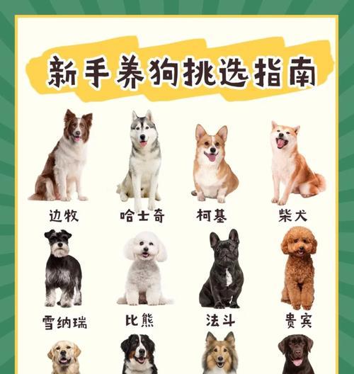 边牧喂养的特殊要求——健康与活力（了解边牧的饮食需求，让它们保持最佳状态）