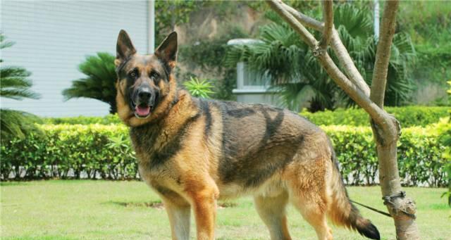 昆明犬（了解昆明犬，探寻其独特之处）