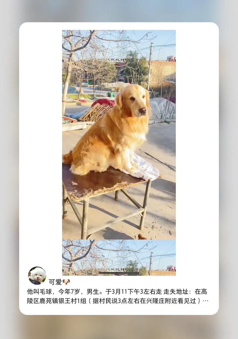 探讨狗排出大毛球的原因及预防方法（狗毛球阻塞引发的健康问题及应对之策）