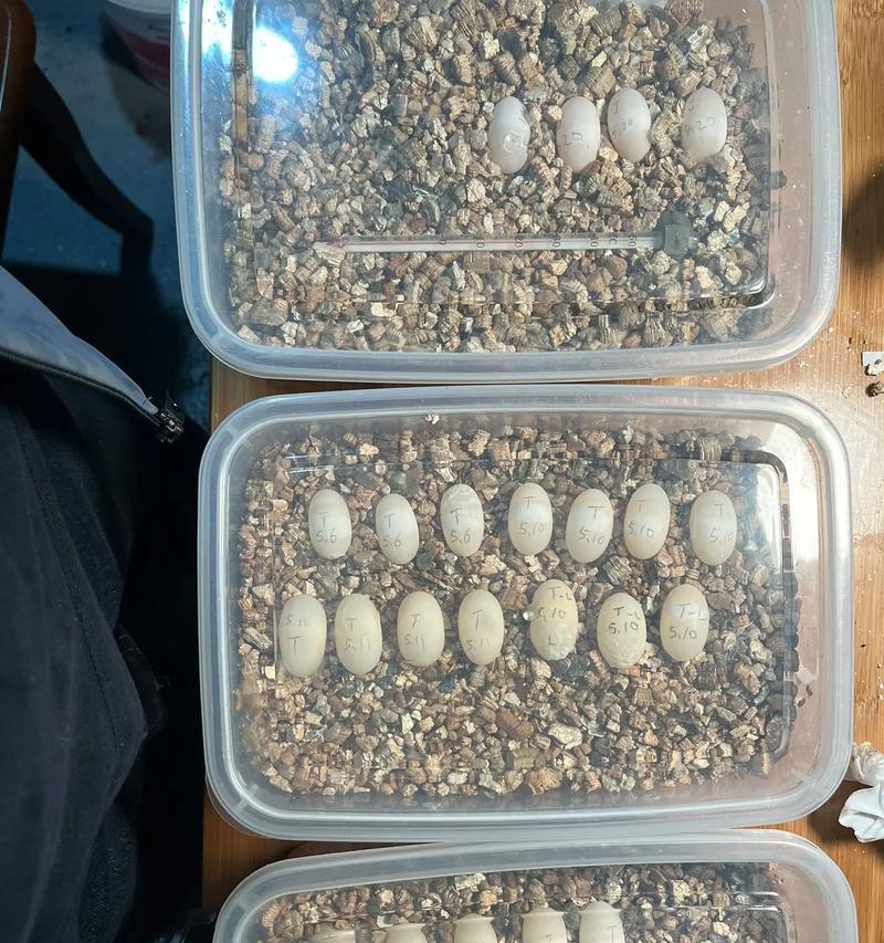 哪种龟产蛋最少？（探究不同种类龟的产蛋数量和特点）