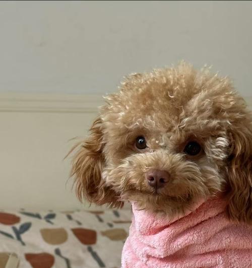 狗关节错位（了解狗关节错位的症状及预防措施，保护你的爱犬健康）