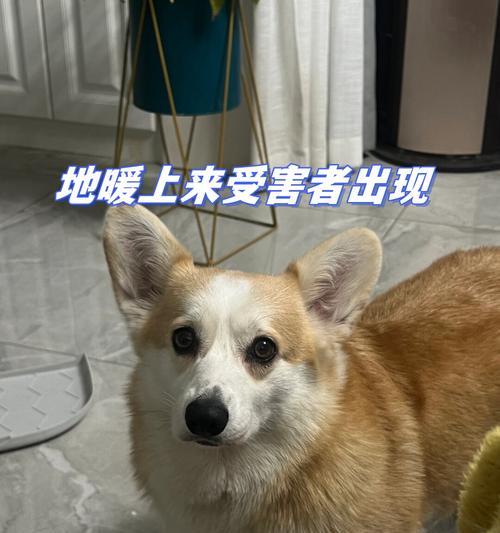 夏日狗狗的避暑小贴士（为你的爱犬度过凉爽的夏天）