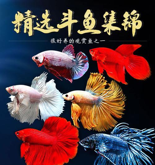 如何养护半月斗鱼（了解关于半月斗鱼的注意事项，让你成为优秀的鱼友）