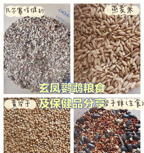 鹦鹉的主食选择（了解鹦鹉的食物需求，打造营养均衡的饮食）