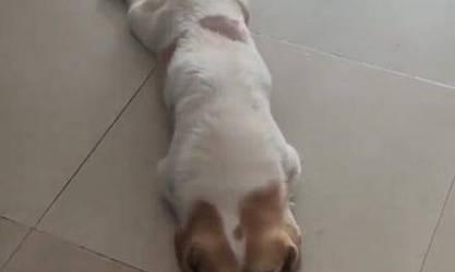狗尾巴的奇妙相似之处（探索狗尾巴的神秘之处，它们到底像什么？）