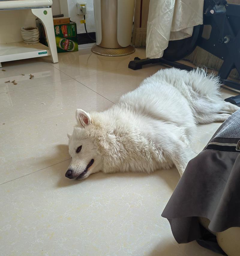 狗狗咳嗽与呕吐的原因分析（为什么狗狗会频繁咳嗽和呕吐？——原因解析与处理方法）