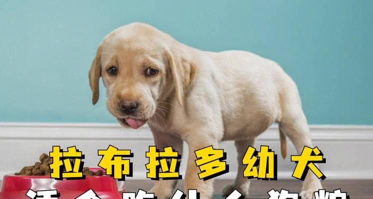 四个月大拉布拉多犬的最佳狗粮选择（为宝宝提供健康营养的重要性）