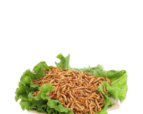 以画眉喂养为主题的虫类饲养方法（小鸟爱吃什么虫？画眉的宠物饲养秘籍）