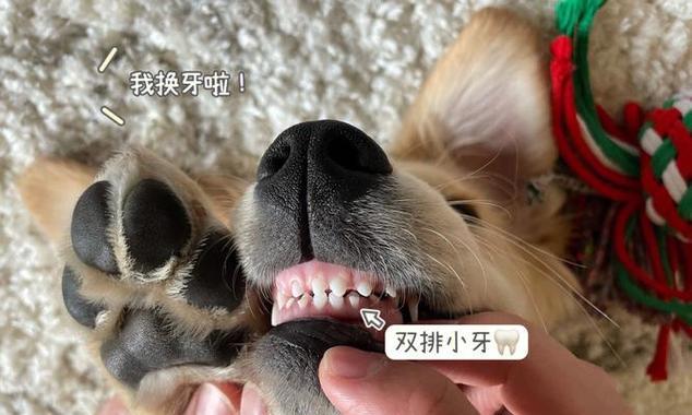 小狗换牙期应该补充何种钙片？（选择适合小狗换牙期的钙片需注意什么？）