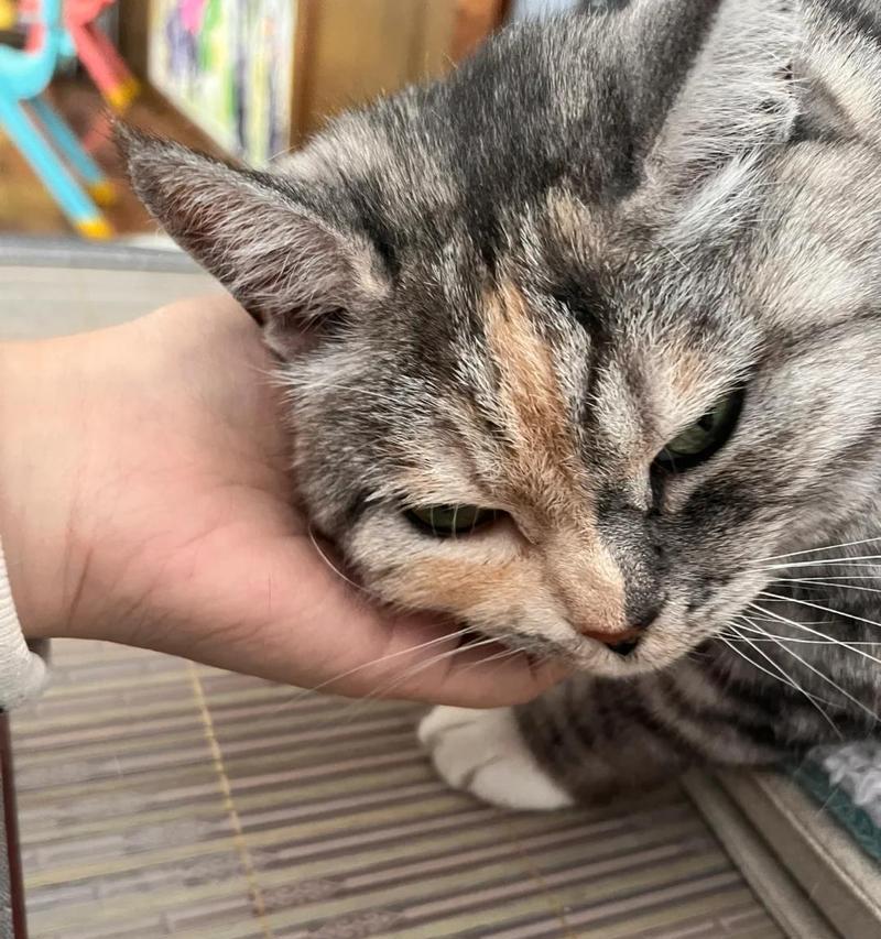 揭秘猫咪咳嗽之谜（猫咪咳嗽的原因及治疗方法）