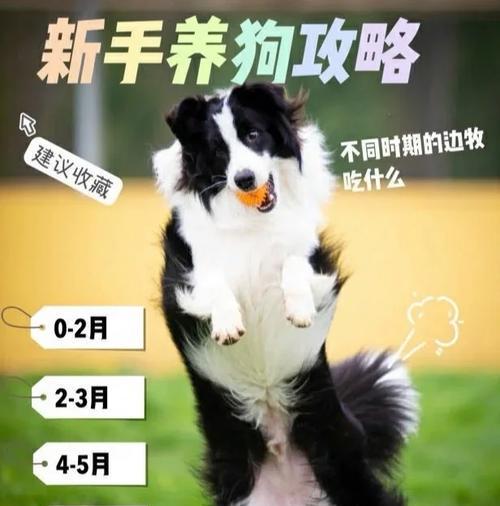狗厂购狗攻略（从选狗到养狗全方位指南）