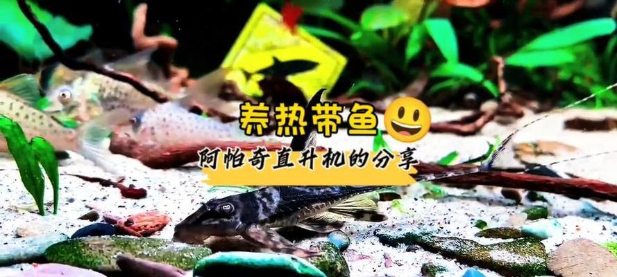 养热带鱼，你需要准备哪些药物？（热带鱼养护的必备药物清单及使用技巧）