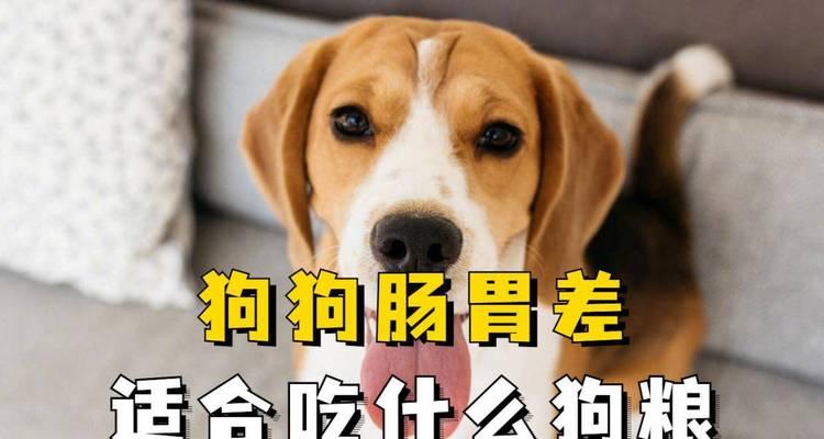 母狗产后喂养（为了小狗的健康成长，母狗产后喂养十分重要）