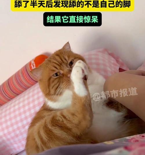 为什么猫会舔脚趾？（探究猫舔脚趾的原因和意义）
